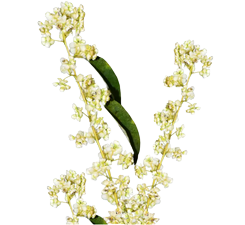 &Oacute;leo essencial de Litsea Cubeba